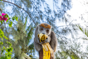Kronenmaki frisst eine Banane, (Eulemur coronatus), Lemur, Sakalava Strand, Oronjia Nationalpark, Antsiranana, Diego Suarez, Madagaskar, Afrika, Indischer Ozean Kronenmaki frisst eine Banane, (Eulemur coronatus), Lemur, Sakalava Strand, Oronjia Nationalpark, Antsiranana, Diego Suarez, Madagaskar, Afrika, Indischer Ozean